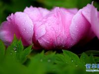  河北正定：雨润牡丹迎客来