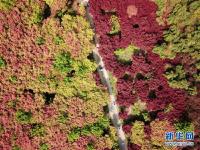  枫林新叶吐红