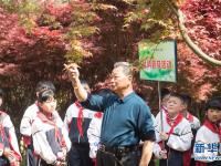  枫林新叶吐红