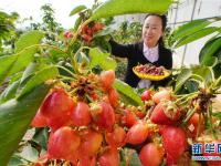  河北丰润：设施农业助力乡村振兴