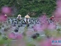  谷雨将至 大地春忙
