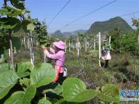  云南西畴：石漠化山地披绿装