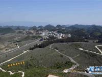  云南西畴：石漠化山地披绿装