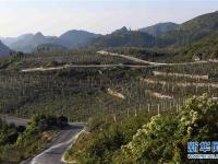  云南西畴：石漠化山地披绿装