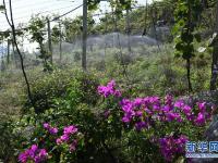  云南西畴：石漠化山地披绿装