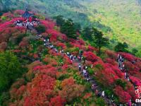  湖北麻城杜鹃花海迎客来