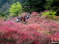  湖北麻城杜鹃花海迎客来