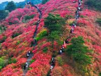  湖北麻城杜鹃花海迎客来