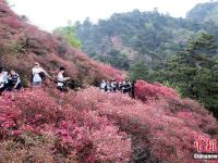  湖北麻城杜鹃花海迎客来