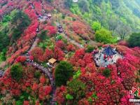  湖北麻城杜鹃花海迎客来