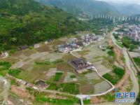  福建永泰：花生种植助农增收
