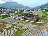  福建永泰：花生种植助农增收