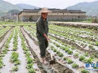  福建永泰：花生种植助农增收