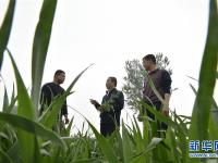  农技下乡助增收
