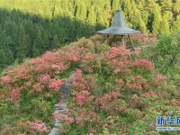  岭上花开