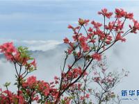  岭上花开