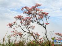  岭上花开