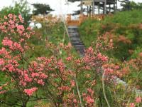  岭上花开