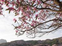  四川盐边县：十余万亩野生杜鹃花盛开