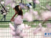  哈尔滨：“春风十里”杏花开