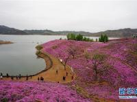  河北迁西：花海醉游人