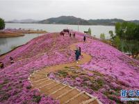  河北迁西：花海醉游人