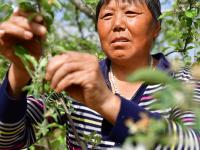  山地苹果开出致富花