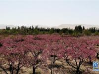  甘肃敦煌：鸣沙山下桃花艳