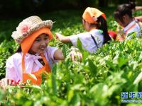  采春茶 学茶艺