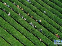  采春茶 学茶艺