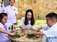  采春茶 学茶艺