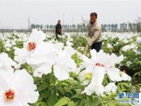  河北内丘：牡丹种植助增收