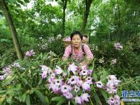  贵州赤水：石斛花开出“美丽经济”