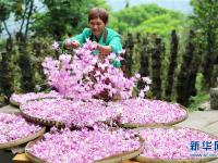  贵州赤水：石斛花开出“美丽经济”