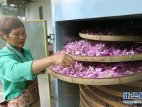  贵州赤水：石斛花开出“美丽经济”