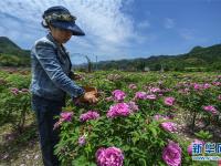  美丽乡村“众筹”玫瑰园 开出美丽“致富花”