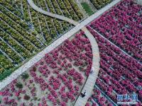  美丽乡村“众筹”玫瑰园 开出美丽“致富花”