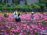  美丽乡村“众筹”玫瑰园 开出美丽“致富花”