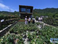  美丽乡村“众筹”玫瑰园 开出美丽“致富花”
