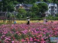  美丽乡村“众筹”玫瑰园 开出美丽“致富花”
