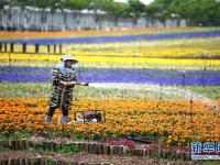  乡村花海引游人