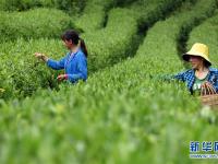  “陇上江南”采茶忙