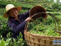  “陇上江南”采茶忙