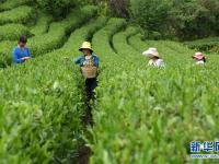  “陇上江南”采茶忙