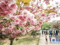  樱花美景引游人