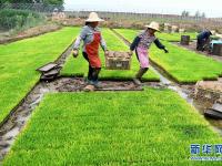  安徽全椒：规模化育秧助农增收