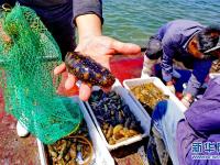  河北唐山：海产养殖促增收