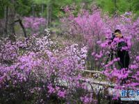 杜鹃花海迎客来