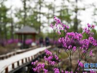  杜鹃花海迎客来
