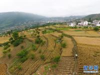  贵州大方：山区小麦获丰收